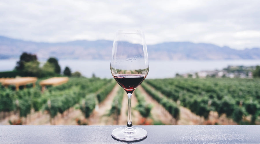 The Sensorial Experience of Wine Tasting - How to Enjoy Every Sip Like A Pro
