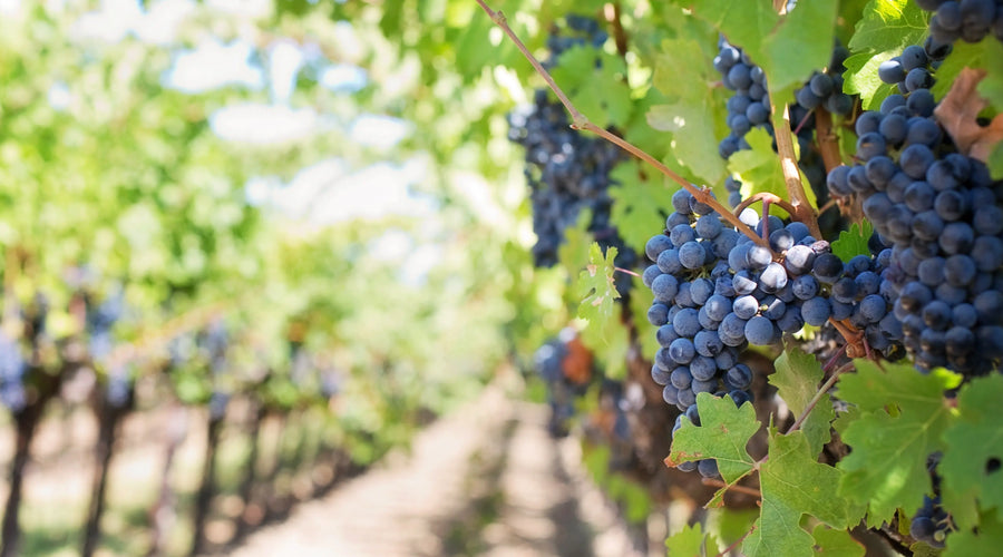 Discover the Rich World of Portuguese Wines with The Ultimate Portuguese Wine Case